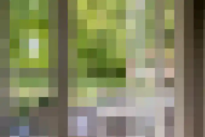 Schandelo 114 Velden thumbnail 35