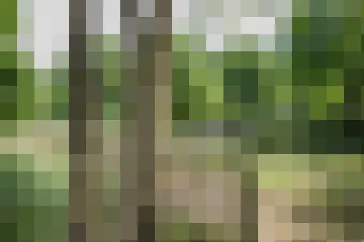 Schandelo 114 Velden thumbnail 51