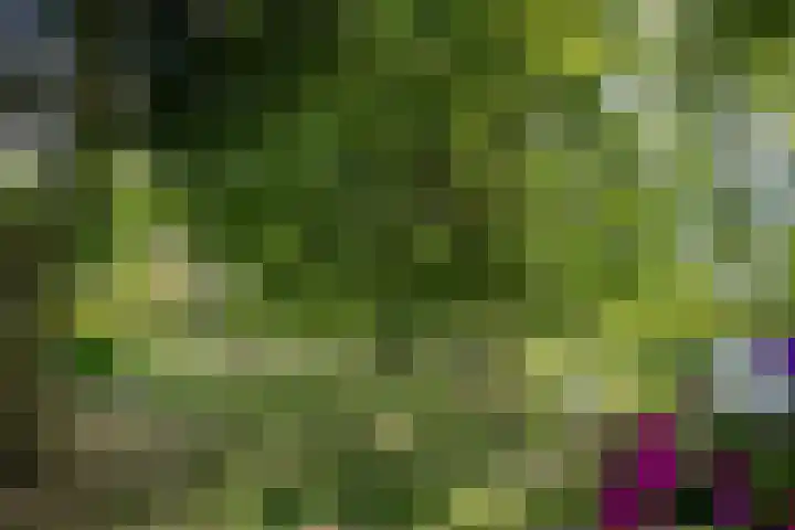Schandelo 114 Velden thumbnail 59