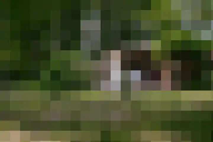 Schandelo 114 Velden thumbnail 70