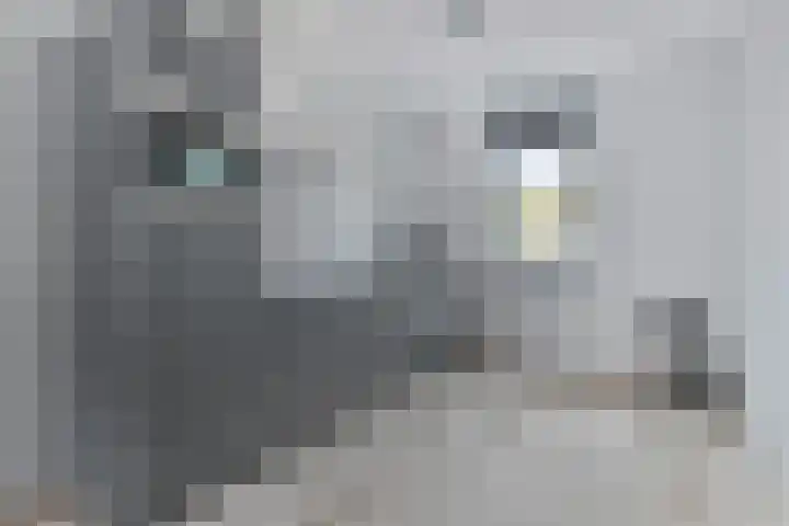 Schansdijk 7 Tholen thumbnail 15