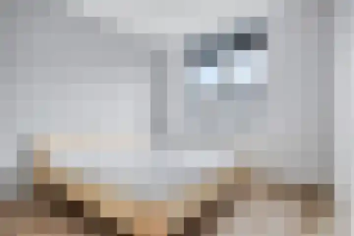 Schansdijk 7 Tholen thumbnail 24