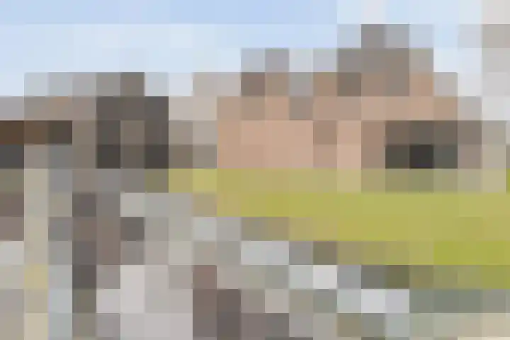 Schapendijk 6 a Den Ham thumbnail 60