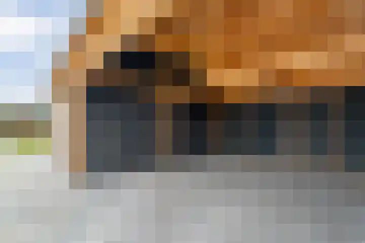 Schapendijk 6 a Den Ham thumbnail 62