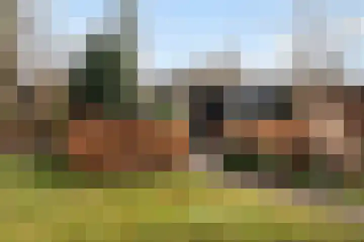 Schapendrift 131 Beilen thumbnail 43