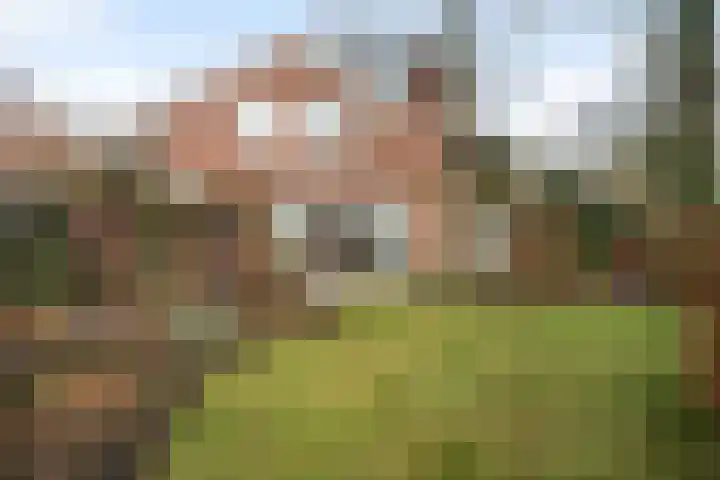 Schapendrift 131 Beilen thumbnail 50