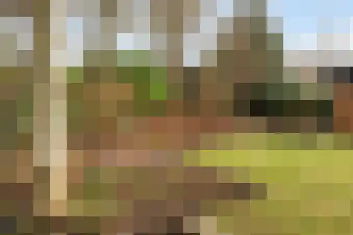 Schapendrift 131 Beilen thumbnail 53