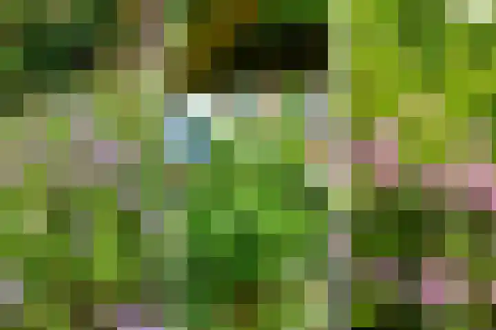 Schapendrift 131 Beilen thumbnail 56