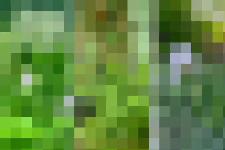 Schapendrift 131 Beilen thumbnail 69