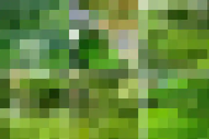 Schapendrift 131 Beilen thumbnail 70