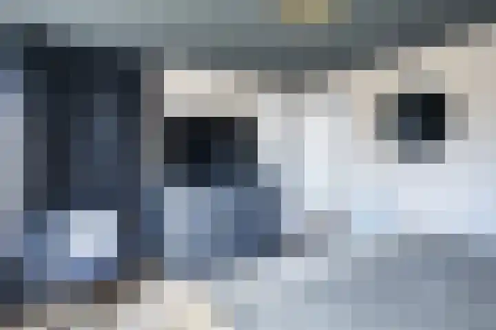 Schapendrift 153 Beilen thumbnail 33