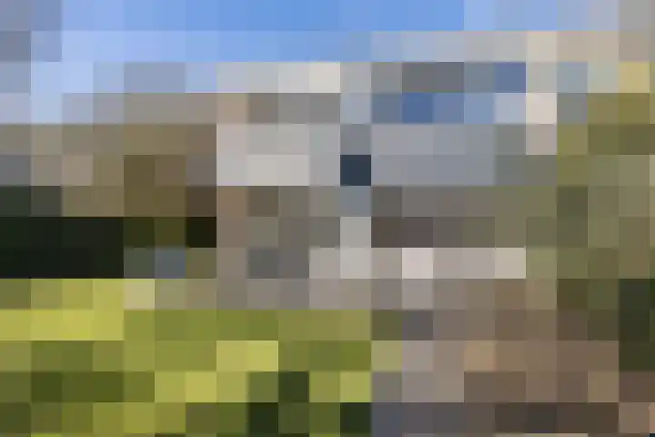 Schapendrift 153 Beilen thumbnail 61