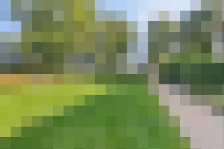 Schapendrift 50 Wezep thumbnail 25