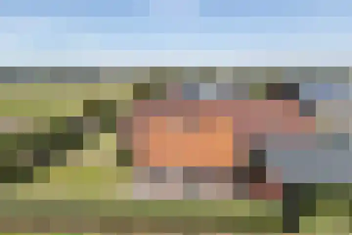 Schapendrift 9 Dalfsen thumbnail 77