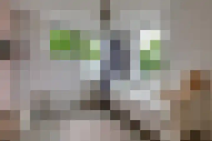 Schapenweide 97 Duiven thumbnail 33
