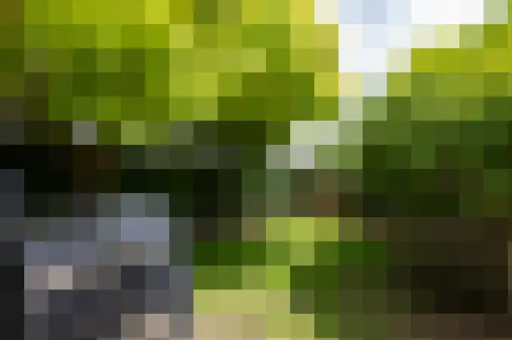 Schapenweide 97 Duiven thumbnail 53