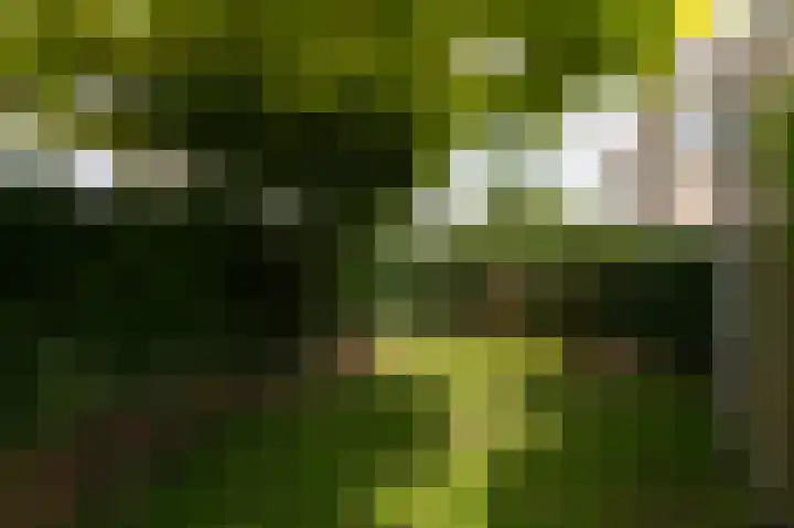 Schapenweide 97 Duiven thumbnail 54