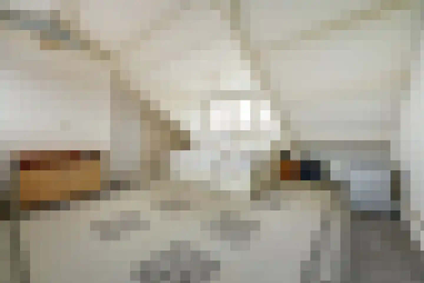 Schapeweide 23 Veghel thumbnail 38