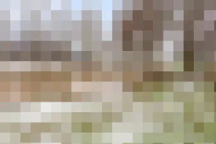 Schapeweide 23 Veghel thumbnail 49