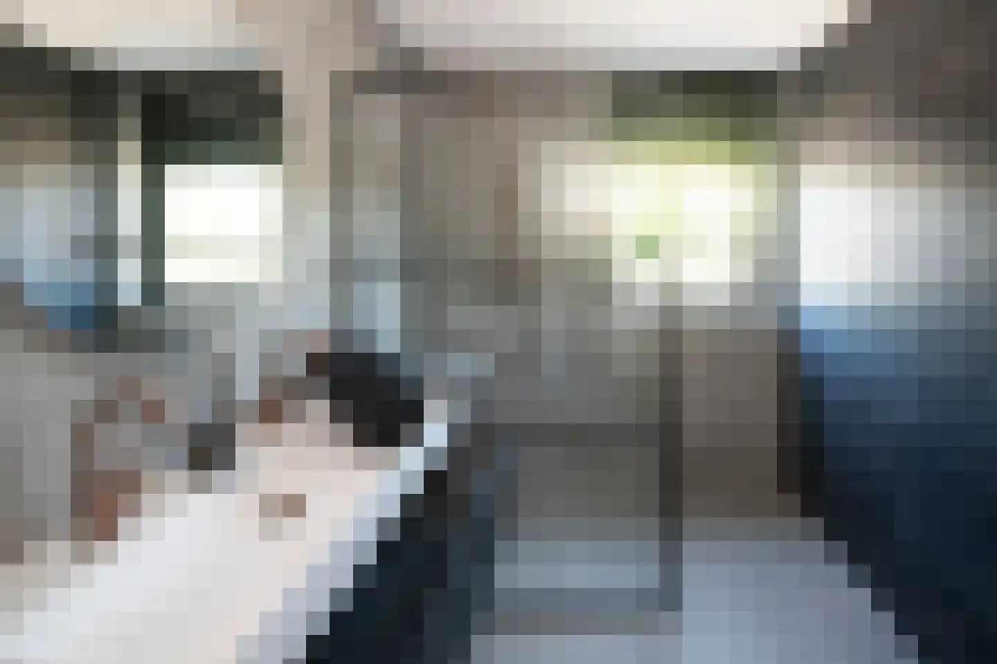 Scheefkelk 10 Duiven thumbnail 19