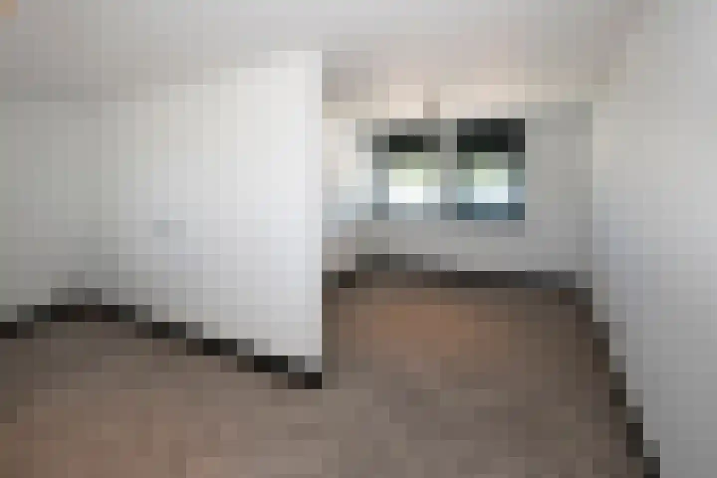 Scheefkelk 10 Duiven thumbnail 22