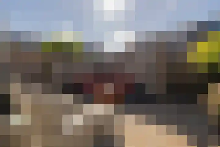 Scheefkelk 10 Duiven thumbnail 35