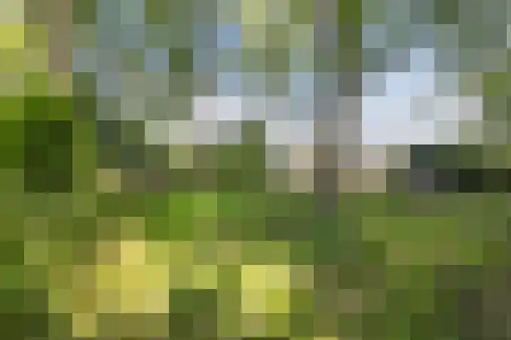 Scheefkelk 10 Duiven thumbnail 8