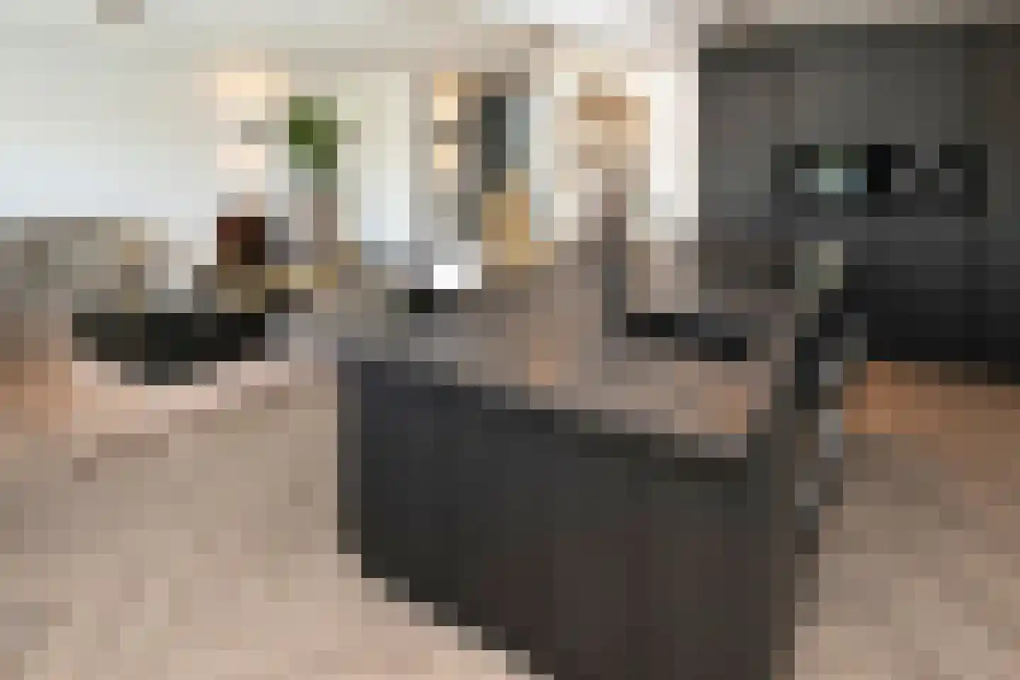 Scheefkelk 10 Duiven thumbnail 9