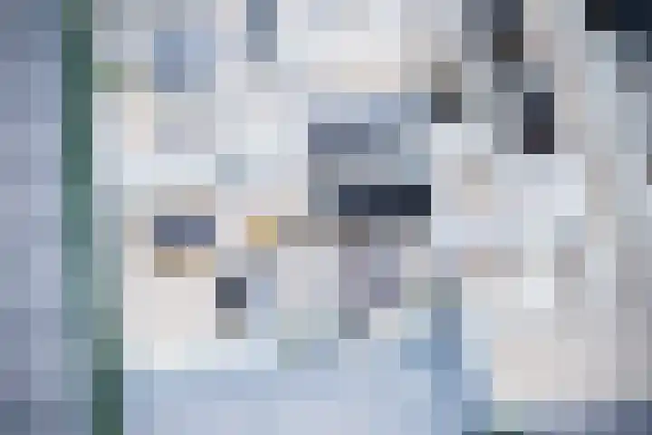 Scheefkelk 2 Duiven thumbnail 5