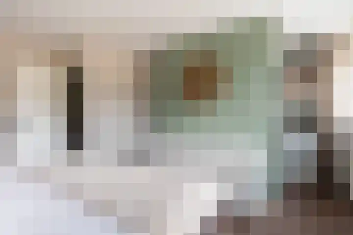 Scheerdersdonk 219 Apeldoorn thumbnail 19