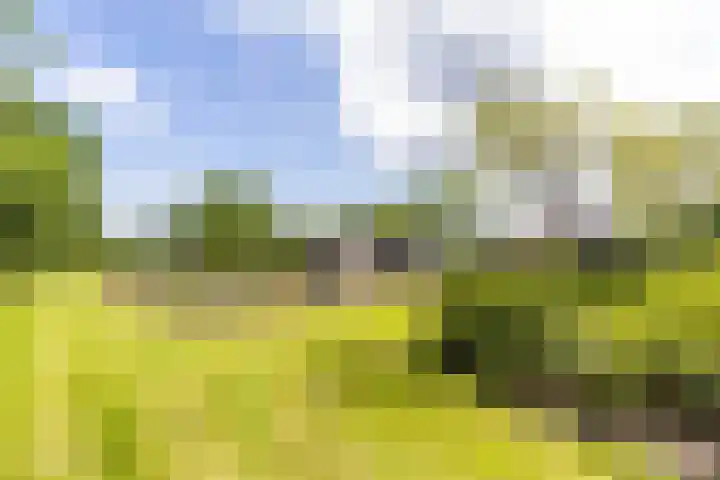 Scheiding 51 Opende thumbnail 39