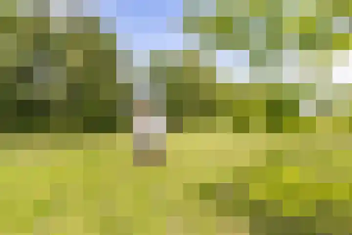 Scheiding 51 Opende thumbnail 46