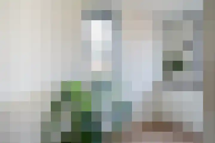 Scheidiuslaan 50 Arnhem thumbnail 25