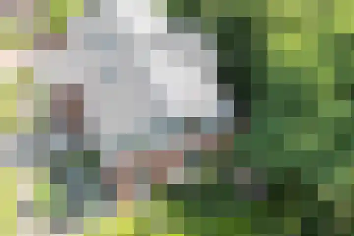 Scheidiuslaan 50 Arnhem thumbnail 33