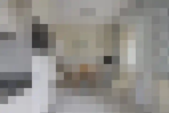 Scheldelaan 12 Hoeven thumbnail 14