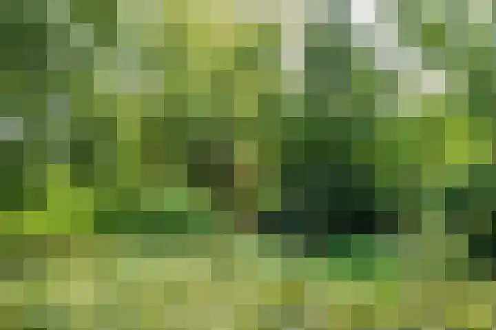 Schelling 11 Herkenbosch thumbnail 51