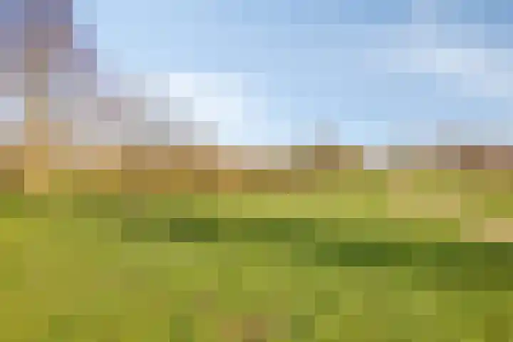 Schelling 12 Uden thumbnail 46