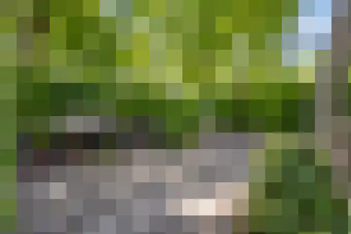 Schelling 20 Herkenbosch thumbnail 37