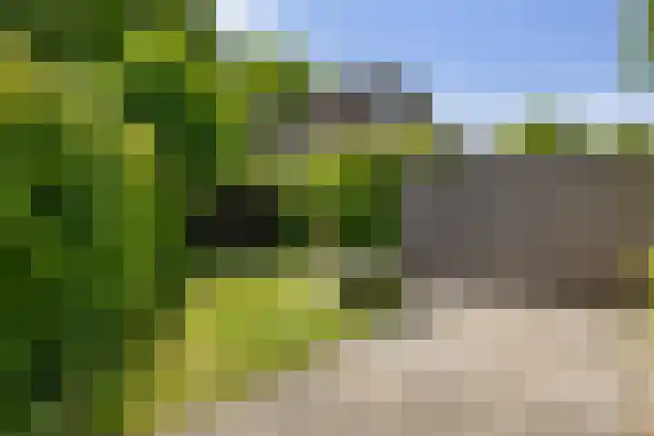 Schelling 20 Herkenbosch thumbnail 41