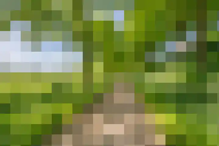 Schelling 20 Herkenbosch thumbnail 44