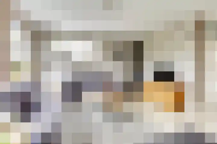 Schenkeldijk 5 Wervershoof thumbnail 7