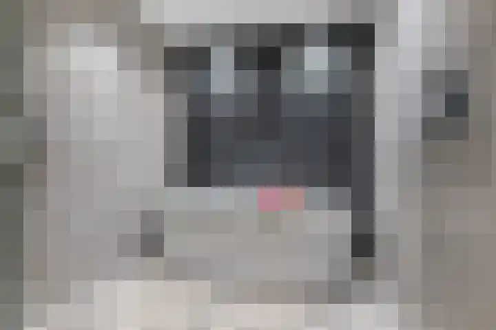 Schenkerven 21 Assendelft thumbnail 33