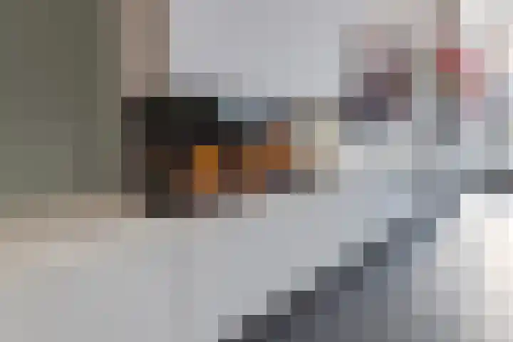 Schenkerven 21 Assendelft thumbnail 8