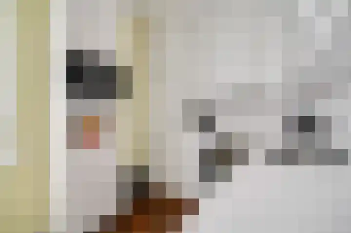 Schepenbank 15 Haelen thumbnail 17