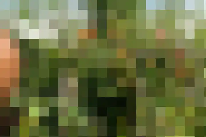 Scheperskamp 37 Vledder thumbnail 39