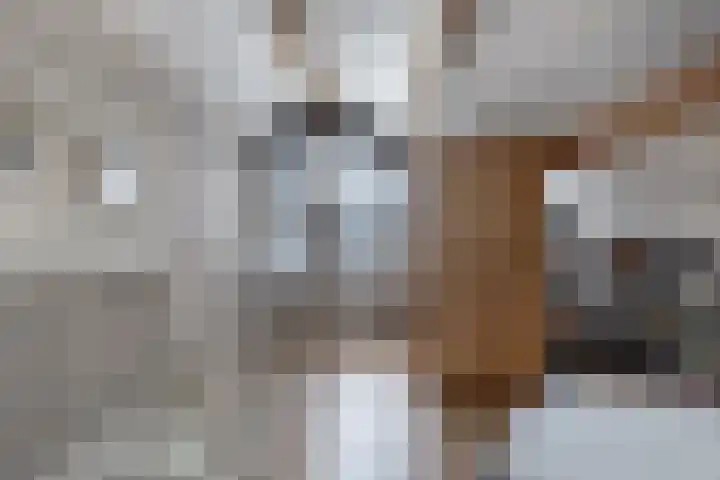Schepsnavel 1 Franeker thumbnail 42