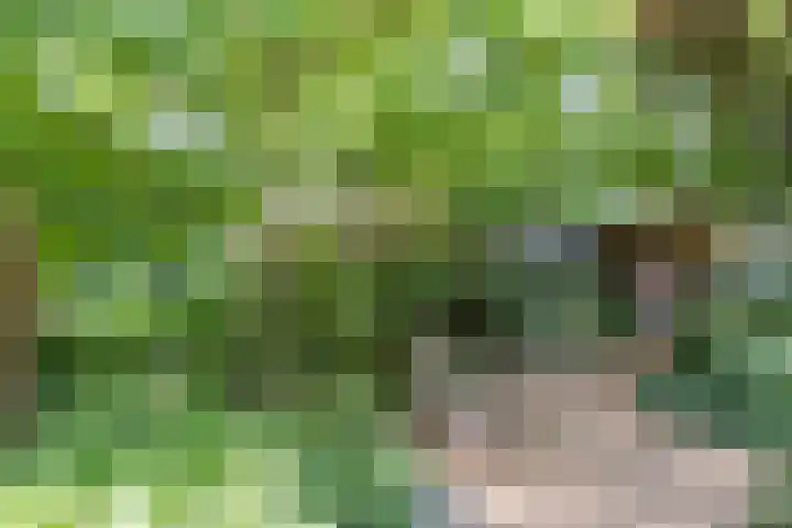 Scheurbroeksesteeg 25 Haaren thumbnail 26