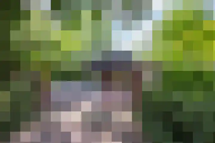 Scheurbroeksesteeg 25 Haaren thumbnail 36