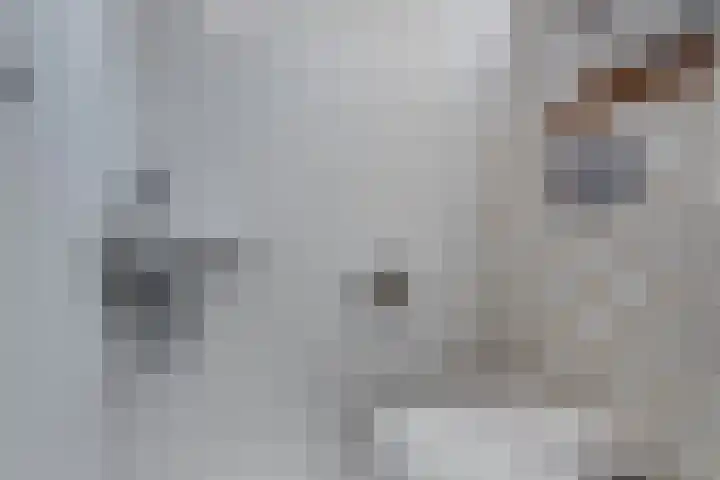 Schieveen 53 Lelystad thumbnail 23