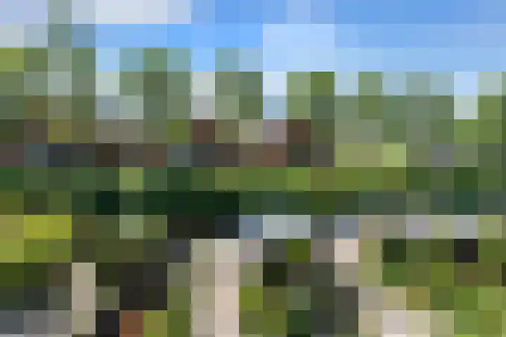 Schildmos 44 Alblasserdam thumbnail 25